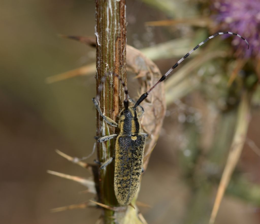 Cerambycidae: Agapanthia? S, Agapanthia sicula malmerendii